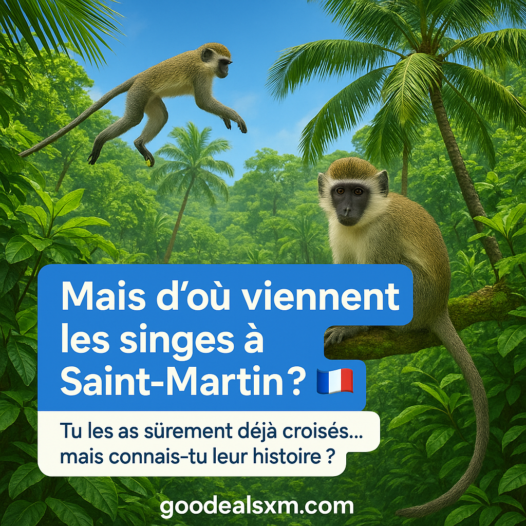 🐒 Mais d’où viennent les singes de Saint-Martin ?